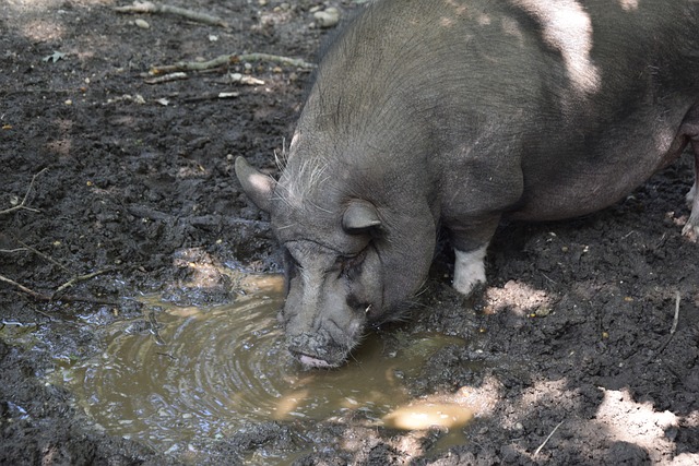 和对篮球的 和对篮球的